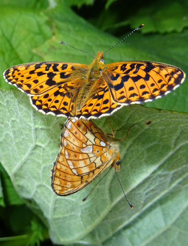 accoppiamento di Boloria euphrosyne - Nymphalidae